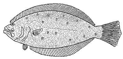 FAMILY BOTHIDAE Paralichthys olivaceus (Temmick and Schlegel, 1846) Αγγλικό όνομα: : Olive flounder; bastard halibut Ελληνικό όνομα: Ψευτό-Υπό Υπό-γλωσσα Παρούσα κατάσταση: Το είδος έχει