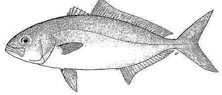 FAMILY CARANGIDAE Seriola dumerilii (Risso, 1810) Αγγλικό όνομα: : Greater amberjack Ελληνικό όνομα: Μαγιάτικο Παρούσα κατάσταση: Γίνεται έρευνα σε πάρα πολλές χώρες.