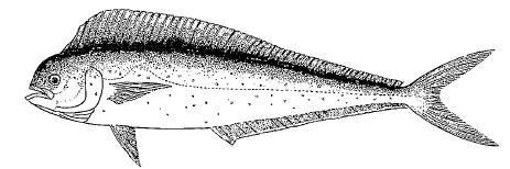 FAMILY CORYPHAENIDAE Coryphaena hippurus (Linnaeus, 1758) Αγγλικό όνομα: : Dolphinfish; common dolphinfish Ελληνικό όνομα: Κυνηγός Παρούσα κατάσταση: Πρόκειται για ένα είδος με υψηλούς ρυθμούς