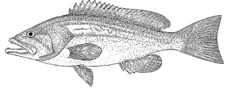 Epinephelus alexandrinus (Valenciennes, 1828) Αγγλικό όνομα: : Golden grouper Ελληνικό όνομα: