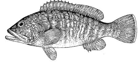 Epinephelus marginatus; Epinephelus guaza (Linnaeus, 1758); Αγγλικό όνομα: : Dusky sea perch; dusky grouper Ελληνικό όνομα: Ροφός Παρούσα κατάσταση: Νεαρά άτομα κατά κύριο λόγο συλλέγονται από το