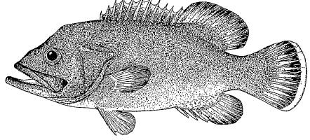 Polyprion americanus (Bloch and Schneider, 1801); Polyprion cernium Αγγλικό όνομα: : Stone bass; wreckfish; wreck bass Ελληνικό όνομα: Βλάχος Παρούσα κατάσταση: Αποτελεί