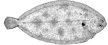 Solea vulgaris; (Quensel, 1806); Solea solea Αγγλικό όνομα: Sole; common sole Ελληνικό όνομα: Γλώσσα Παρούσα κατάσταση: Το είδος αυτό καλλιεργείται επιτυχώς σε ημι-εντατικά συστήματα.