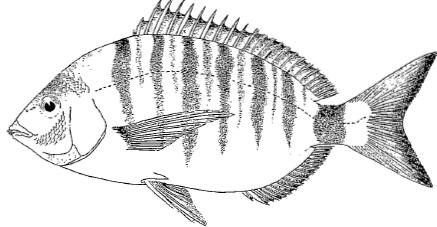 Diplodus puntazzo (Cetti, 1777); Puntazzo puntazzo Αγγλικό όνομα: : Sharp-snout sea bream Ελληνικό όνομα: Μυτάκι Παρούσα κατάσταση: Το είδος αυτό καλλιεργείται εμπορικά.