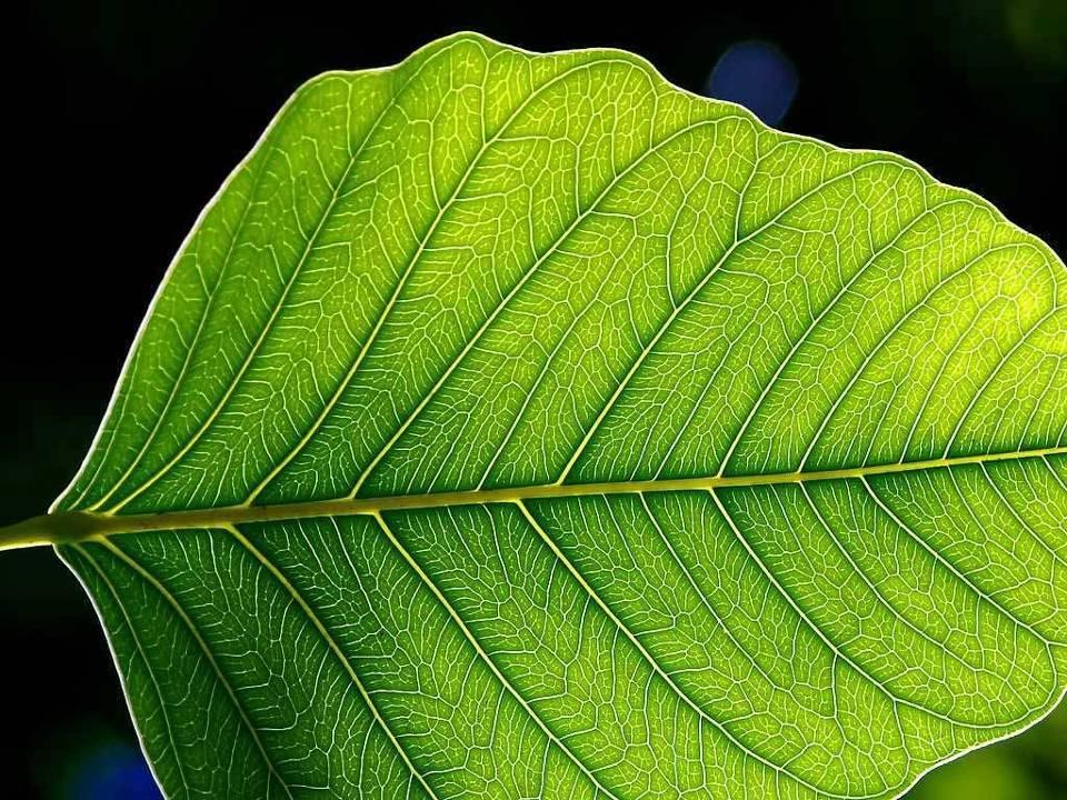 Regardez la complexité d une feuille