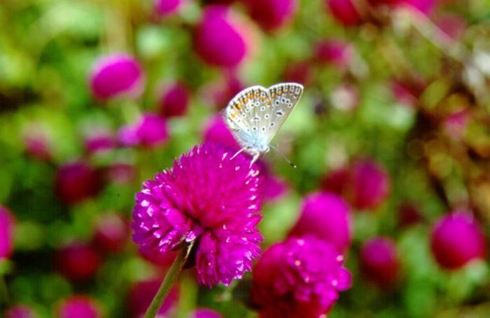 globosa