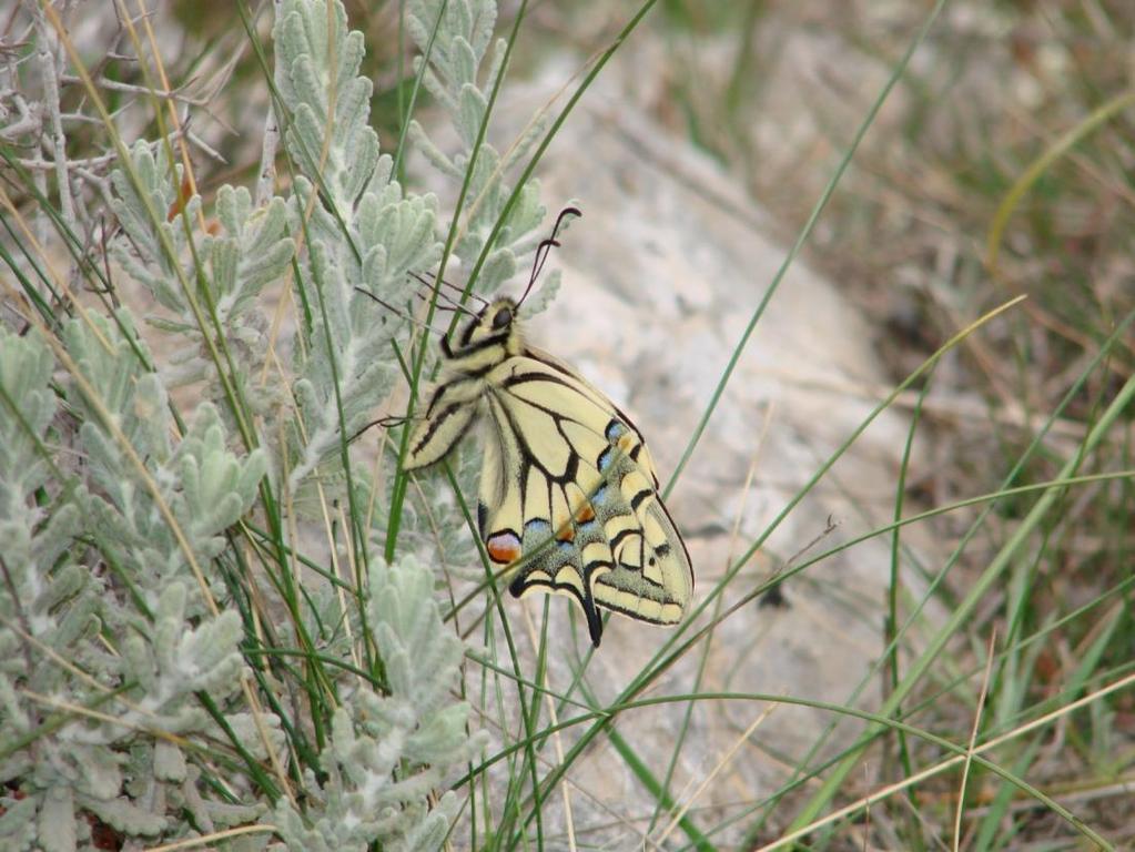Μήπως σε αυτήν την όμορφη πεταλούδα, την Papilio machaon, που