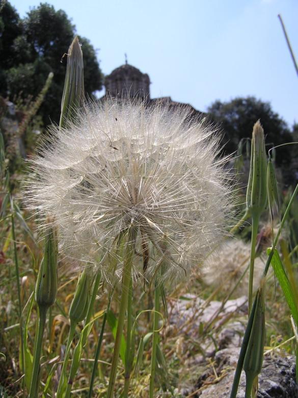 Καρποφορία Ανθοφορία Tragopogon