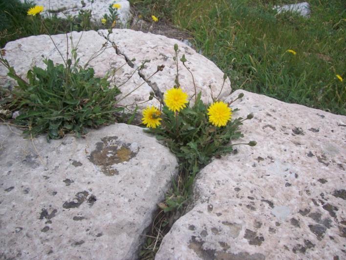 με πάππους πάππος: η τριχωτή πτητική