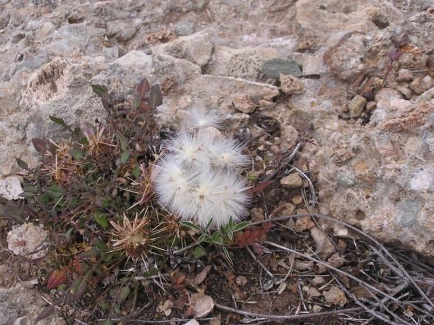 Καρποφορία Ανθοφορία Centaurea