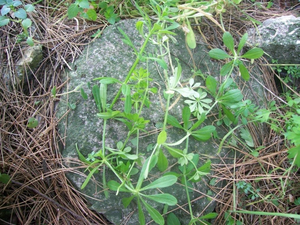 Οι καρποί της κολλητσίδας (Galium aparine) αποτελούν σαφές παράδειγμα
