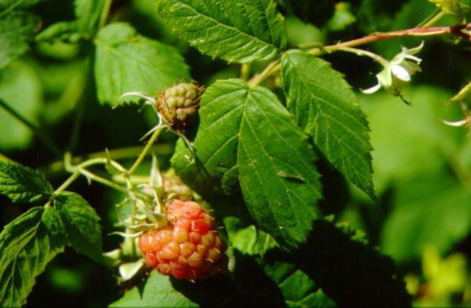 Η βατομουριά (Rubus spp.