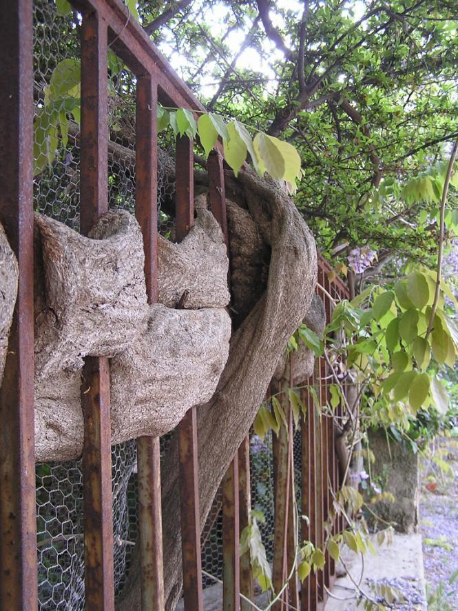 Κάποτε τα φυτά προσαρμόζονται εύκολα στις συνθήκες του περιβάλλοντος, όπως αυτή η γλυτσίνα (Wisteria