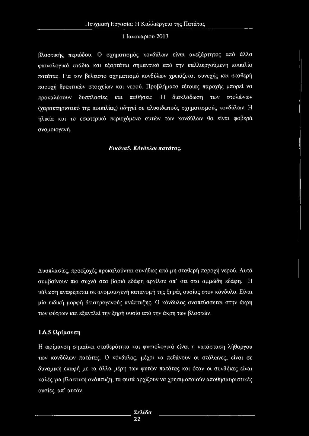 Η διακλάδωση των στολώνων (χαρακτηριστικό της ποικιλίας) οδηγεί σε αλυσιδωτούς σχηματισμούς κονδύλων. Η ηλικία και το εσωτερικό περιεχόμενο αυτών των κονδύλων θα είναι φοβερά ανομοιογενή. Εικόνα5.