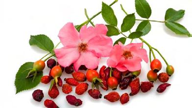 Rosa canina (Ροδή η κυνοροδή) Το βότανο Rosa canina ανήκει στην οικογένεια των Ροδοειδών. Υπάρχουν πολλές ποικιλίες του φυτού.