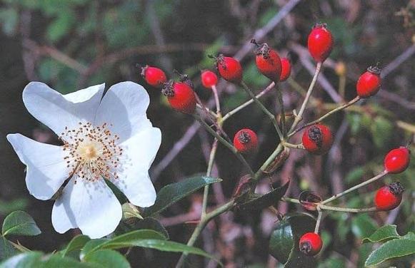 Εικόνα 20: Φυτό του γένους Rosa canina Κυνοροδή και η Μόσχομος. Στην Ελλάδα το φυτό αυτό συναντάται με τις ονομασίες ροδαριά, κυνοροδή ή αγριοτριανταφυλλιά. Είναι θεραπευτικό και μελισσοτροφικό φυτό.