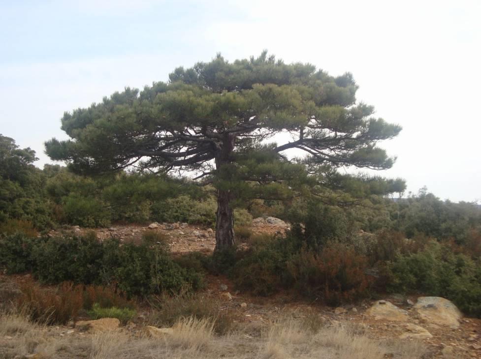 Σχήμα 6.6-1. Μαύρη Πεύκη (Pinus nigra) 6.6.2.4.