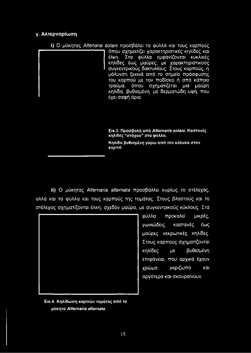Καστανές κηλίδες στόχου στα φύλλα.