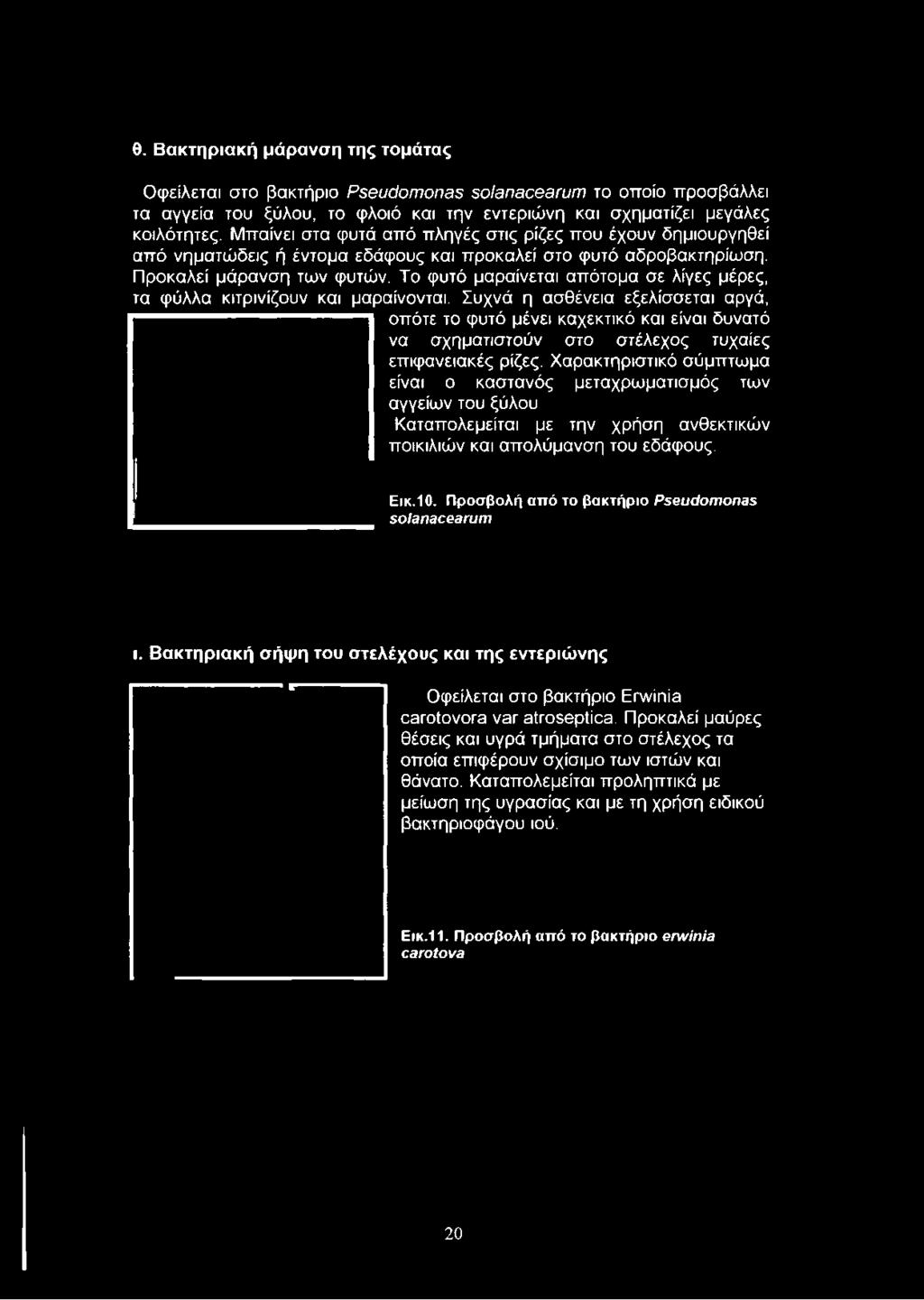 Μπαίνει στα φυτά από πληγές στις ρίζες που έχουν δημιουργηθεί από νηματώδεις ή έντομα εδάφους και προκαλεί στο φυτό αδροβακτηρίωση.