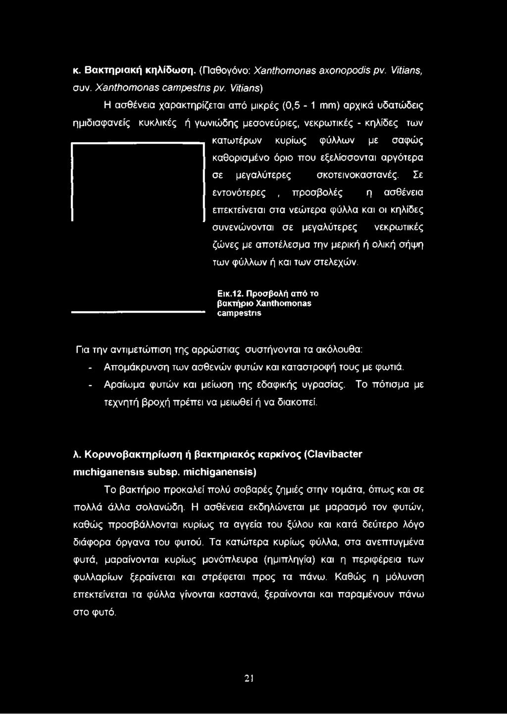 που εξελίσσονται αργότερα σε μεγαλύτερες σκοτεινοκαστανές.
