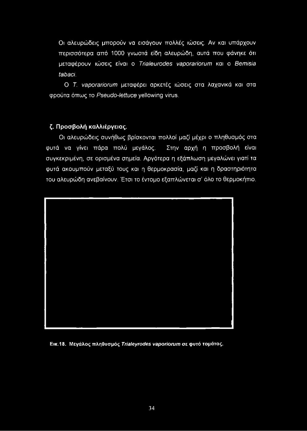 vaporariorum και ο Bemisia tabaci. Ο Τ.