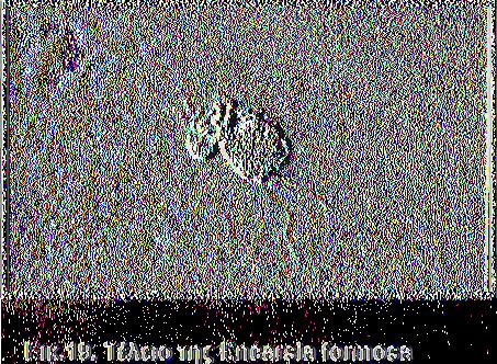 ίθόβοί παρασιτίζεται η νύμφη του γίνεται καφέ. Η τέλεια σφήκα βγαίνει από την παρασιτισμένη νύμφη, από μια καθαρή στρογγυλή τρύπα.