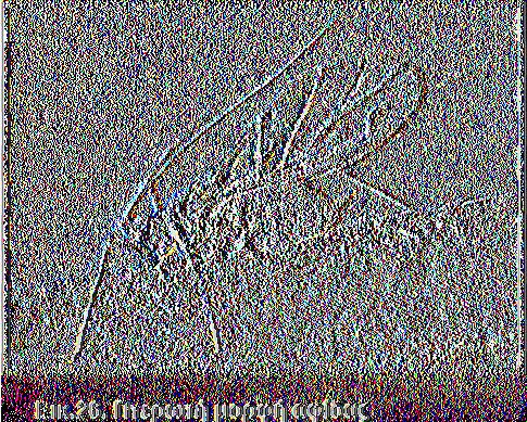 - Aulacorthum solani (η αψίδα της πατάτας των θερμοκηπίων) περισσότερο στα Solanaceae. Τα παραπάνω είδη είναι όλα πολύφαγα. Έτσι έχουν ένα ευρύ φάσμα από φυτά ξενιστές. β. Βιολογικός κύκλος.