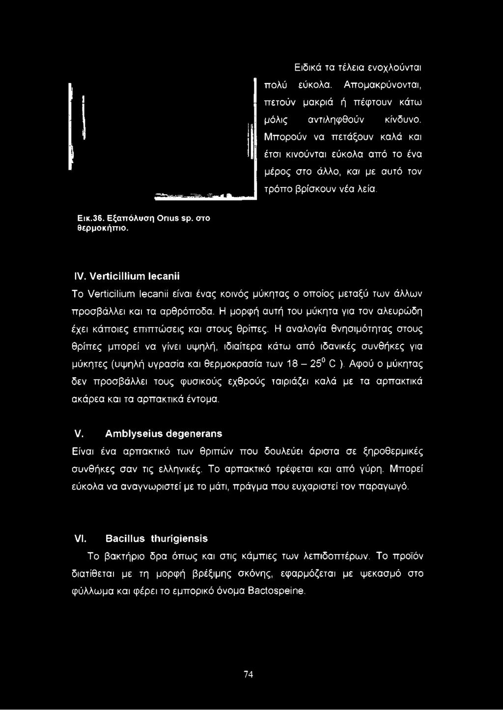 νβιϋομηιιηί ΙθοθπΠ Το νθάίονίυπι Ιθοαηϋ είναι ένας κοινός μύκητας ο οποίος μεταξύ των άλλων προσβάλλει και τα αρθρόποδα.