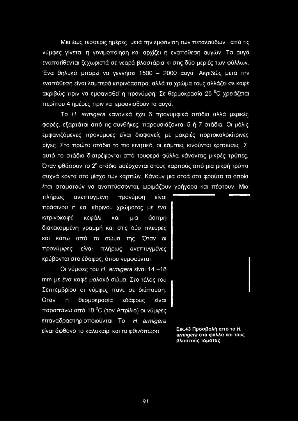 Ακριβώς μετά την εναπόθεση είναι λαμπερά κιτρινόασπρα, αλλά το χρώμα τους αλλάζει σε καφέ ακριβώς πριν να εμφανισθεί η προνύμφη.