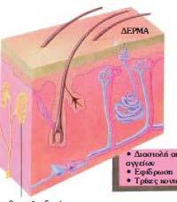 ΘΕΜΑ Β 1. Η παρακάτω εικόνα απεικονίζει μια τομή ανθρώπινου δέρματος και την μορφή των αγγείων, των τριχών και των ειδικών νευρικών σωματίων, όταν ένα άτομο βρεθεί σε θερμό περιβάλλον.