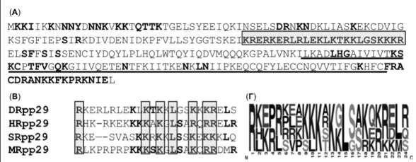 Απνηειέζκαηα [RK], δεκ πνμζδέκμκηαζ ζηδκ RNA οπμιμκάδα, πανυηζ ημ Α155 πενζέπεζ ημκ πονήκα p29 (Sm-like fold).