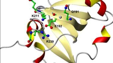 Απνηειέζκαηα Εικόνα 8. 1-ΙΙ: Καηάθμζπα ηδξ DRpp29 πμο εκδεπμιέκςξ αθθδθεπζδνμφκ ιε ηδκ DRpp21.