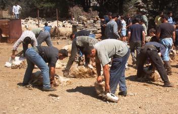 κόκκαλα από ελάφια, ηλικίας πάνω από 100.000 ετών.