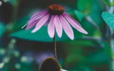 Suplimente alimentare Forever Echinacea Supreme Echinacea are o tradiţie îndelungată în cultura indienilor din ţinuturile Americii de Nord, care o preferau pentru menţinerea sănătăţii în timpul