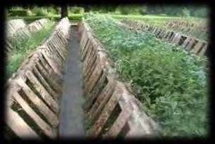 3.1.: Εκτροφείο μικτού τύπου (www.minagric.gr).