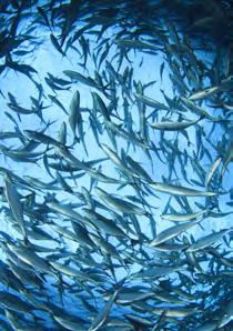 Το black cod είναι ένα ψάρι υψηλής ποιότητας και η κλασική του εκδοχή είναι μαριναρισμένο με miso (ένα είδος πάστας που παρασκευάζεται κυρίως από