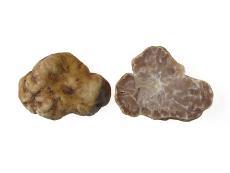 TUBER BORCHII ( η βορχειοσ τρουφα ) Η αλλιϊσ Tuber Albidum pico, κοινϊσ biancheto, βορχειοσ τροφφα (ελλθνικι ονομαςία) Είναι μια πολφ ενδιαφζρουςα λευκι τροφφα με απαλι και γλυκιά μυρωδιά που κυμίηει