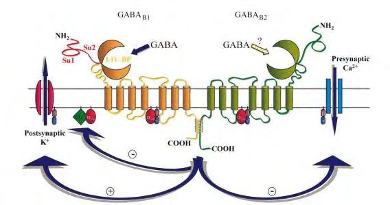 ii. GABA B υποδοχείς Το GABA συνδέεται με τον υποδοχέα GABA Β κι όχι με τον GABA A όταν υπάρχουν δισθενή κατιόντα στον περιβάλλοντα χώρο.