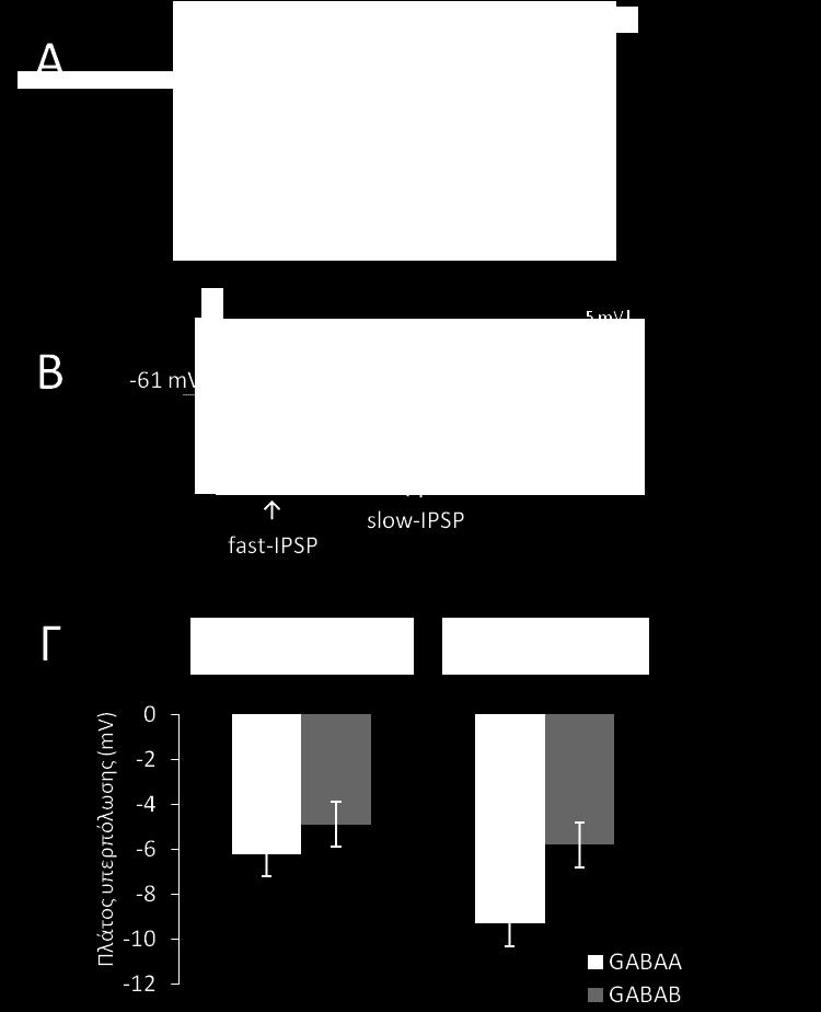 Εικόνα 12. GABAεργική ανασταλτική διαβίβαση στον ιππόκαμπο. σε τομές κοιλιακού ιπποκάμπου. Α.