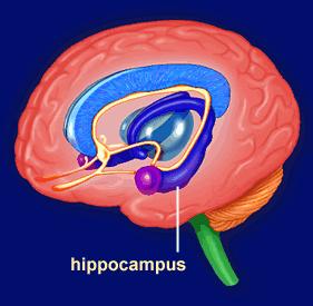 ΓΕΝΙΚΟ ΜΕΡΟΣ ΕΙΣΑΓΩΓΗ Ο ιππόκαμπος Ο ιππόκαμπος του εγκεφάλου είναι από τις περιοχές του Κεντρικού Νευρικού Συστήματος (ΚΝΣ) που έχουν ερευνηθεί διεξοδικά.