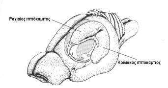 Αντίστοιχη είναι η μορφή και η θέση του ιπποκάμπου στον εγκέφαλο του αρουραίου όπως παρατηρούμε στην εικόνα 3.