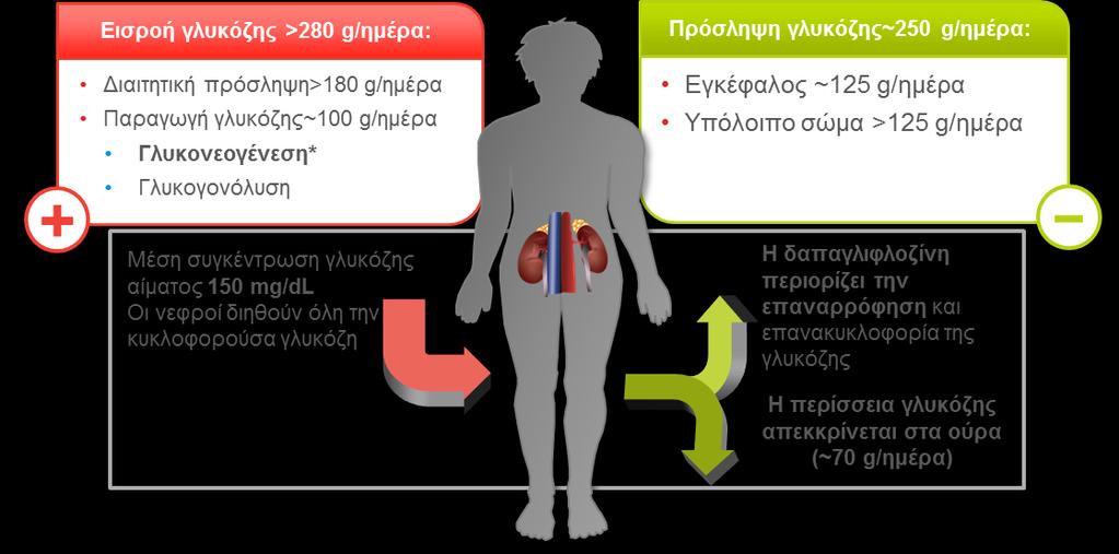 Η δράση της Δαπαγλιφλοζίνης στον ασθενή με Σακχαρώδη Διαβήτη τύπου 2 1 3 * Αυξημένη παραγωγή γλυκόζης σε ασθενείς με Σακχαρώδη Διαβήτη Τύπου 2 αποδιδόμενη σε ηπατική και νεφρική γλυκονεογένεση. 1. Gerich JE.