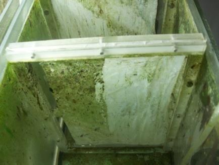Το στέλεχος του Chlorococcum sp. (SAG22.83) ελήφθηκε από την τράπεζα SAG Culture Collection του University of Gottingen.