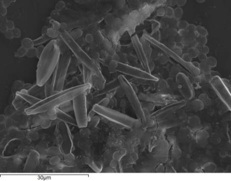 Chlorococcum sp.
