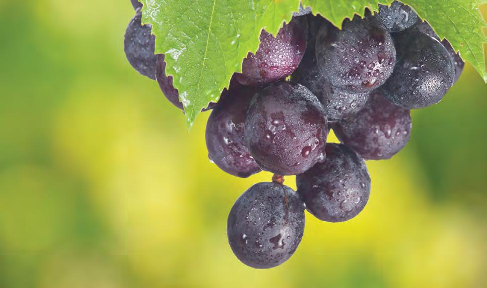 Resveratrol je sestavina, ki so jo najprej odkrili v lupini rdečega grozdja in ima v našem telesu številne koristi. ALL IN A DAY Resveratrol vsebuje resveratrol iz poganjkov vinske trte.