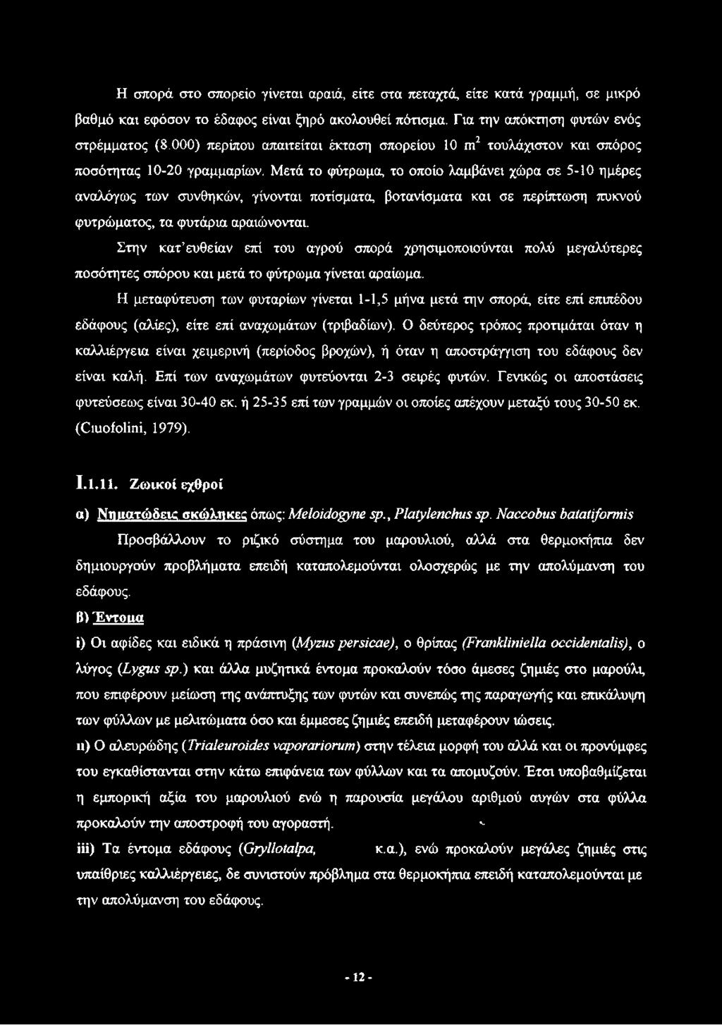 Η σπορά στο σπορείο γίνεται αραιά, είτε στα πεταχτά, είτε κατά γραμμή, σε μικρό βαθμό και εφόσον το έδαφος είναι ξηρό ακολουθεί πότισμα. Για την απόκτηση φυτών ενός στρέμματος (8.