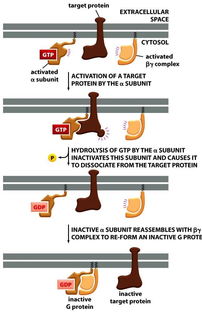مکانیسم خاموش کننده پیام و اهمیت آن زیرواحد α با فعالیت GTPase خود GTP را هیدرولیز کرد و زیرواحد α غیرفعال شده و به کمپلکس βϒ متصل می شود تا مجددا یک پروتئین G غیرفعال تشکیل شود.