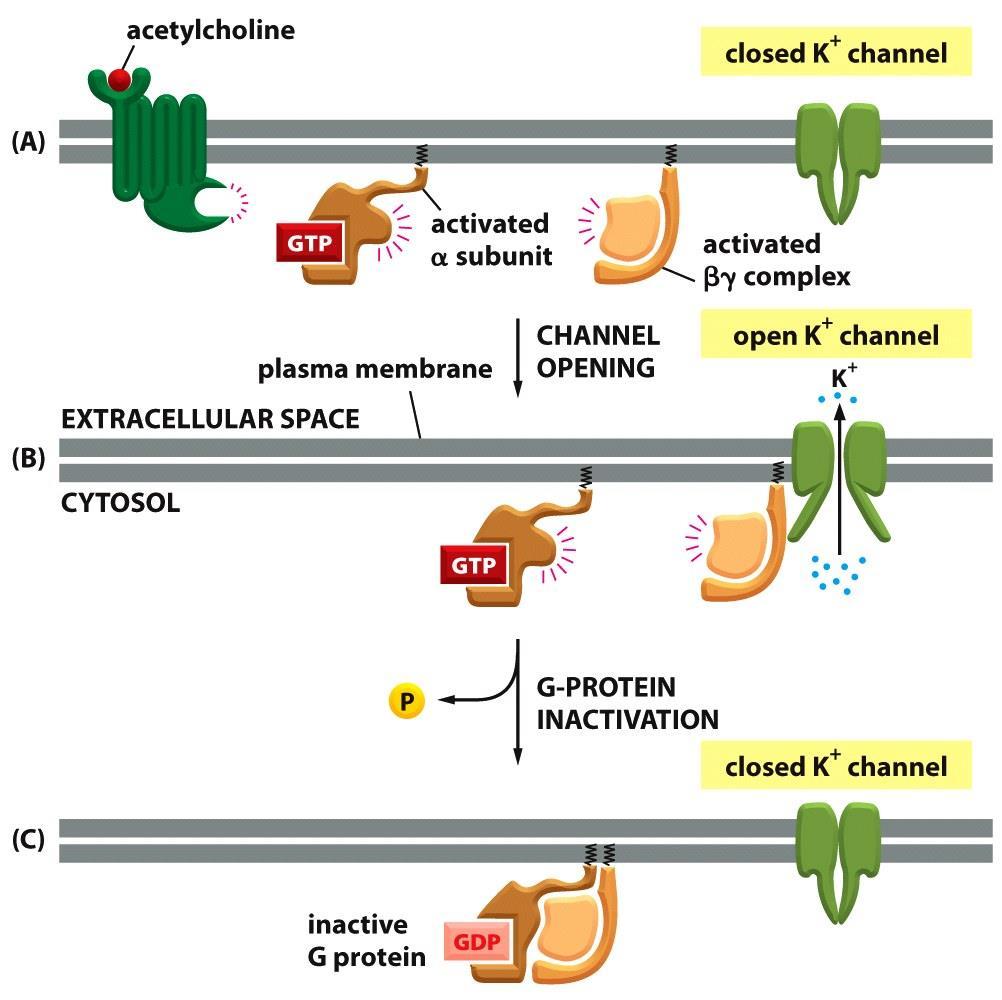 تنظیم کانال های یونی توسط پروتئین های G گیرنده استیل کولین در سلول های ماهیچه قلب از نوع گیرنده های وابسته به پروتئین G می باشند.