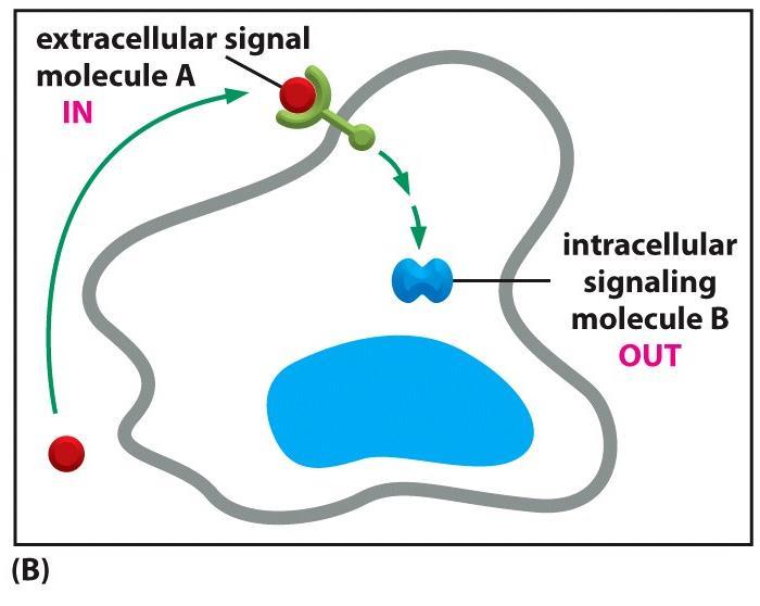 سلول ها برای پاسخ به سیگنال های محیطی )نور بو صدا و مزه(- رشد و متایز تولید و ترشح یک پروتئین )هورمون( و تنظیم بیان یک ژن و غیره باید بتوانند به پیام های خارجی پاسخ بدهند.