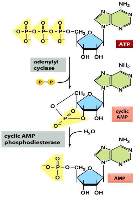 فعال شدن پروتئین G مسیر AMP حلقوی و زیرواحد α باعث فعال شدن آنزیم آدنیلیل سیکالز و سنتز AMP حلقوی از ATP می شود.